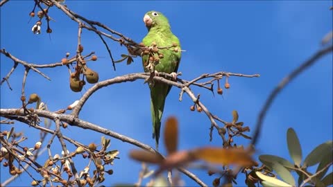 Watch the parrot