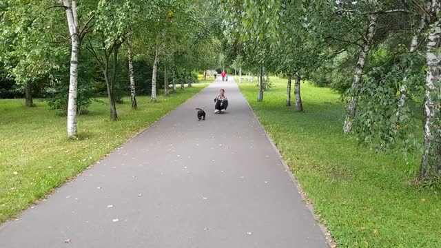 Staffordshire bull terier, skate rider, dog skate rider