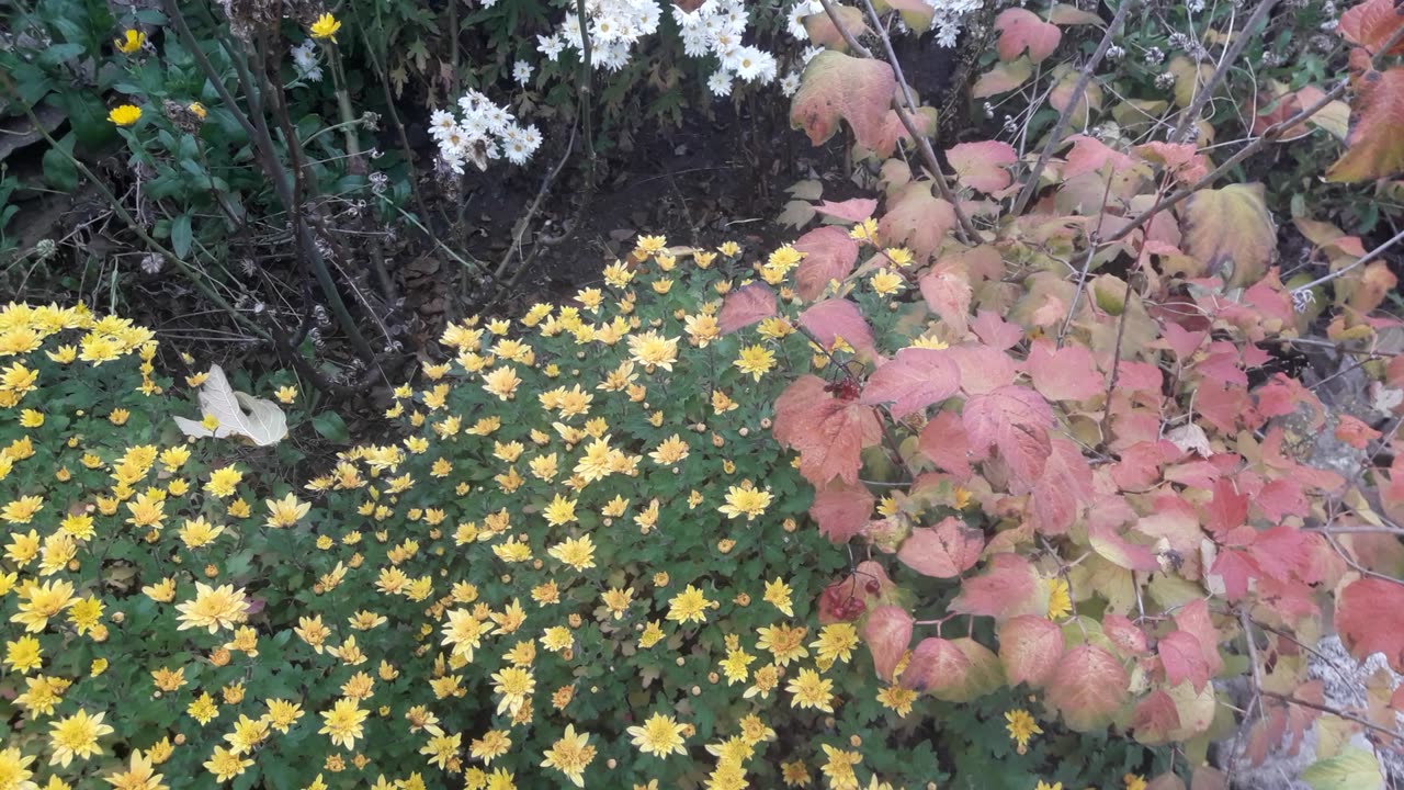 Autumn in the garden