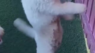 Teu cachorro pode dançar assim? 🐶😂🐾