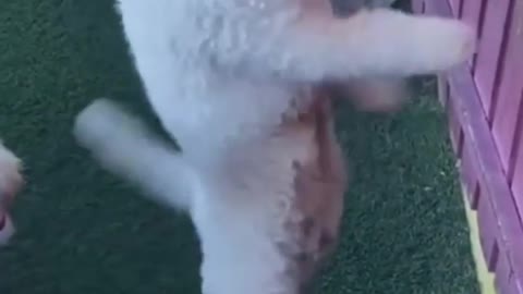 Teu cachorro pode dançar assim? 🐶😂🐾