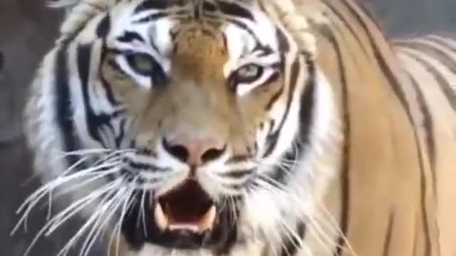 wow !! tiger roar