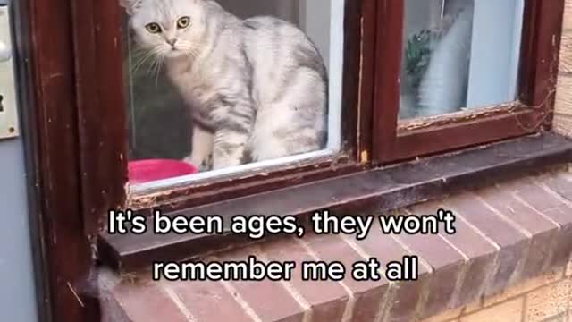 Cute cat video #5
