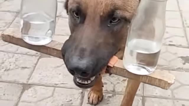 Most talented dog in the world