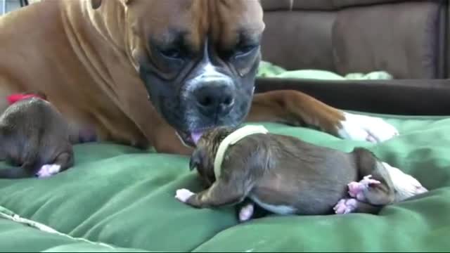 Dog Has Amazing Birth cute puppies While Standing