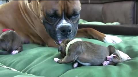 Dog Has Amazing Birth cute puppies While Standing