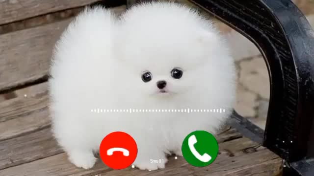 Cute baby ringtone 😍 💕