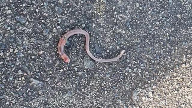 Earthworm on the road