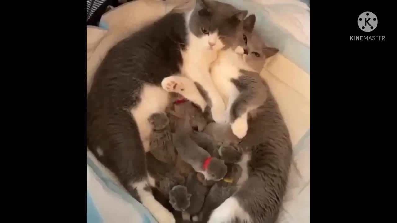 Sweetest Cat Family Ever 😍