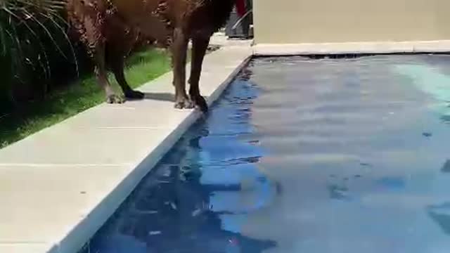 Perro desesperado por tirarse a la piscina!!!