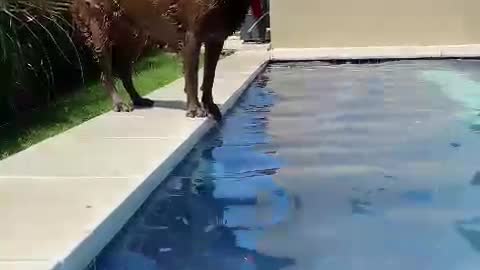 Perro desesperado por tirarse a la piscina!!!