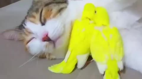 Funny and Cute Cats Videos #84 │ Gadis Sekarwangi