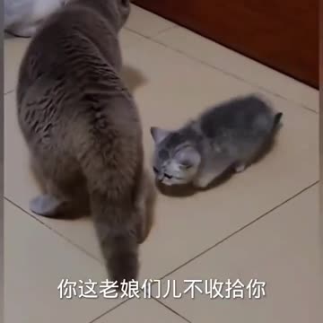 Funny clip TV cute cat
