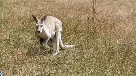 Kangaroo mom walking her baby. Very cute!