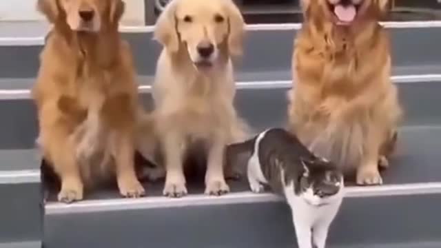 Cats cute