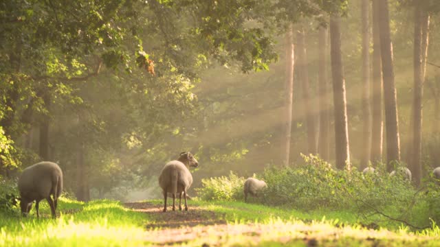 Beautiful sheep roaming the quiet woods
