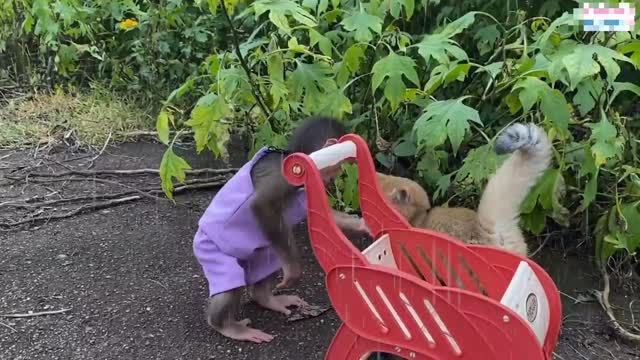 Monkey Help Cat In The Rain