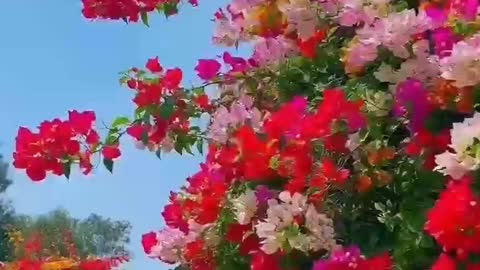 Beautiful and colorful flowers