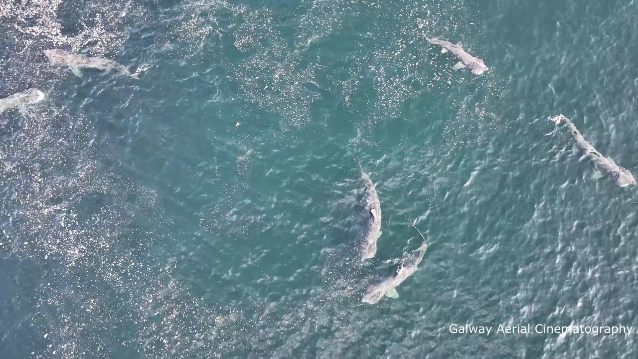 Basking Sharks