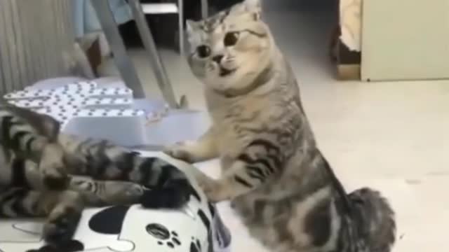 Sleeping cat funy video try not to lough smart cat