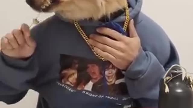 Dog eating at dinner table