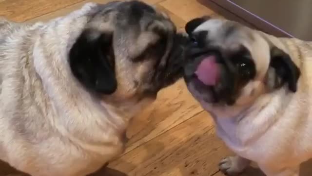 Funny pugs can't stop licking each other