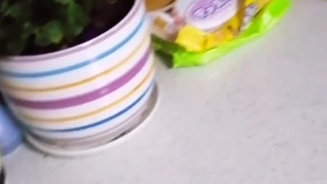 Cat that hasn't eaten in days is starving