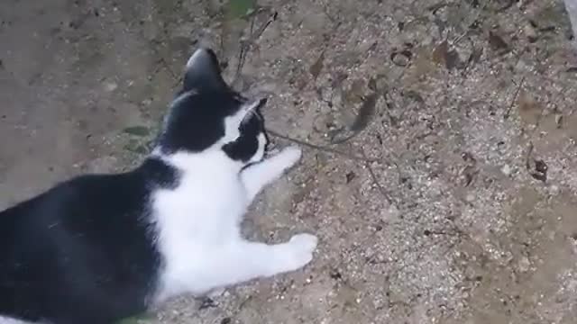 It's a cat that plays with mice. Surprising.