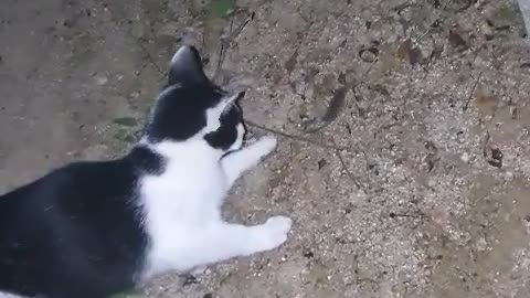 It's a cat that plays with mice. Surprising.