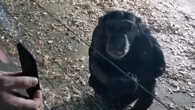 orangutan looking at phone