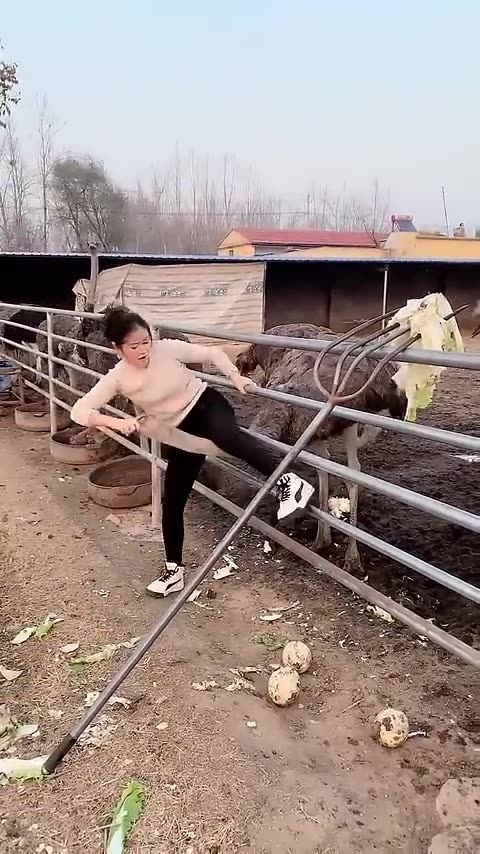 Best Real Activities Animals part 74