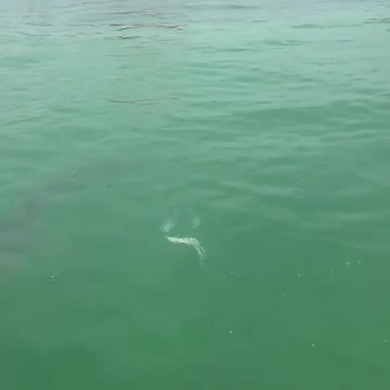 Shark fishing in slow motion