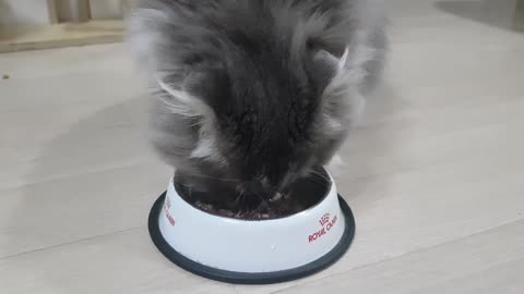 The cat is eating deliciously.