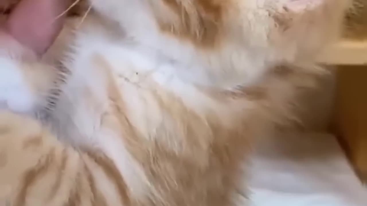 CAT THINGš¹