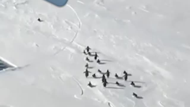 Crazy moment breaking ice separates penguin from flock