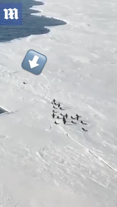 Crazy moment breaking ice separates penguin from flock