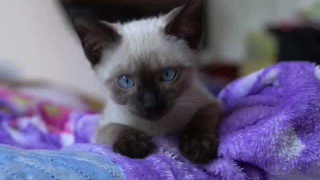 A cat with blue eyes