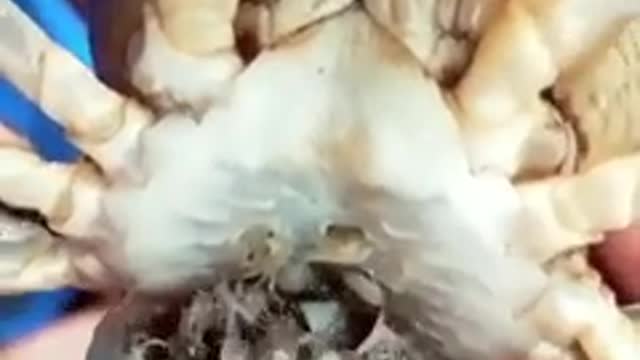 Crab and its chicks