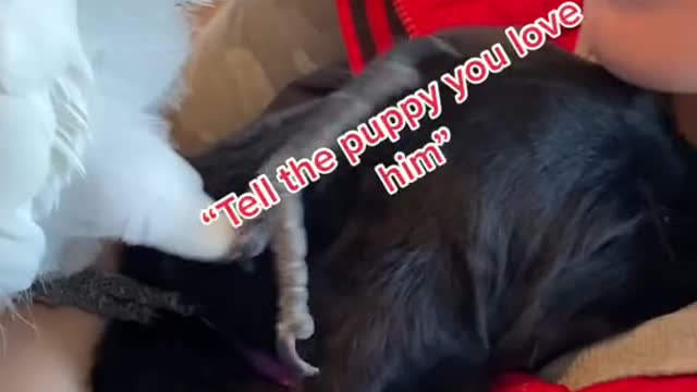 cute_animals #cute_animal_videos #cute_baby_animals #cute_pets #cute_videos #funny_animals