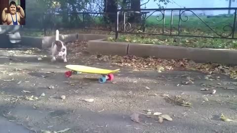 Animal acting like Human