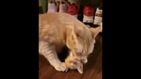 ❤😺 😺🐾😽 Mother cats protecting their cute kittens ❤😺 😺🐾😽