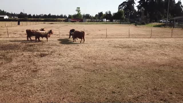 Highlander cow fight