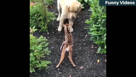 funny animals doing funny things hehe