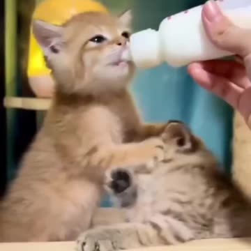 Selfish little kitten 😂