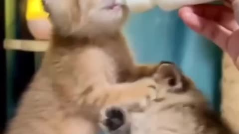 Selfish little kitten 😂