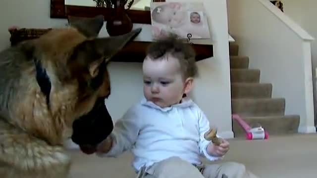 Disciplined Dog Plays Feeding Game With Baby Friend