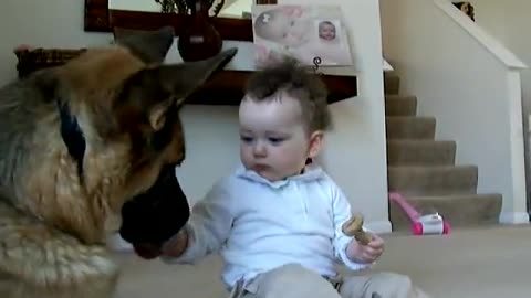 Disciplined Dog Plays Feeding Game With Baby Friend