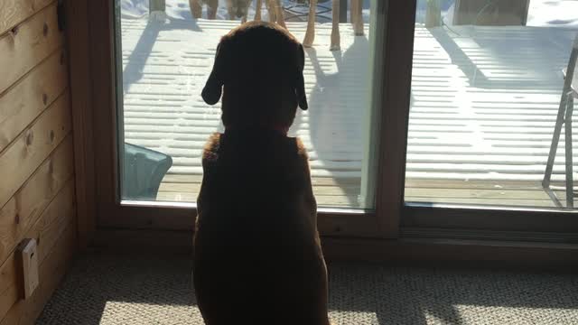 Doggo Captivated by Visiting Deer