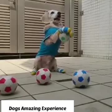 Amazing Dogs Erotic Videos😱😱😱