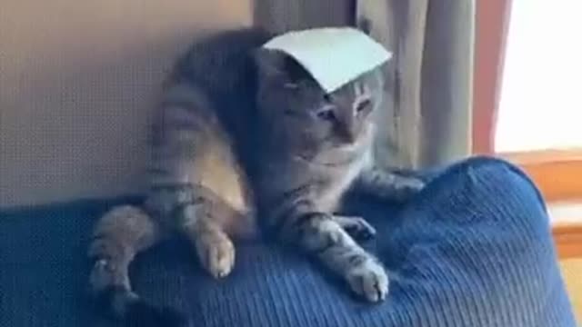 Funniest Animal - Best of funny cats #3